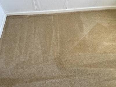 Cleaned carpet